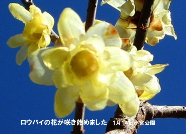 初春ロウバイ